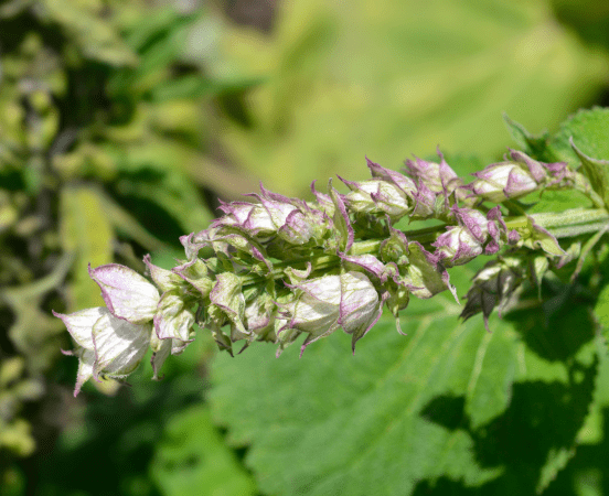 Clary Sage and Lavender